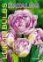 tulipány - LukonBulbs