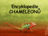Chameleon africký(Chamaeleo africnus)