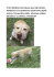 V obci Medlovice byl nalezen pes, bílý labrador. Pohyboval se ve