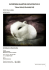 Zakrslý hototský bílý králík