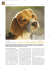 Portrét plemene beagle