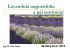 Lavandula angustifolia a její sortiment