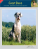 Dogue Allemand - Duitse Dog - Alano