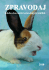 Zpravodaj 2010 - Klub chovatelů holandských králíků