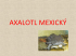 Axolotl mexický(* 1.86 MB)